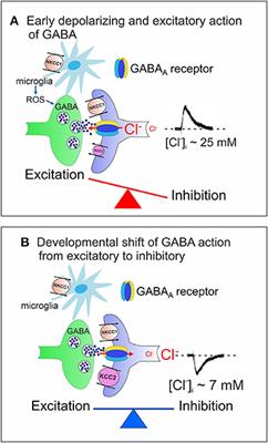 Dysregulation of GABAergic Signaling in Neurodevelomental Disorders: Targeting Cation-Chloride Co-transporters to Re-establish a Proper E/I Balance